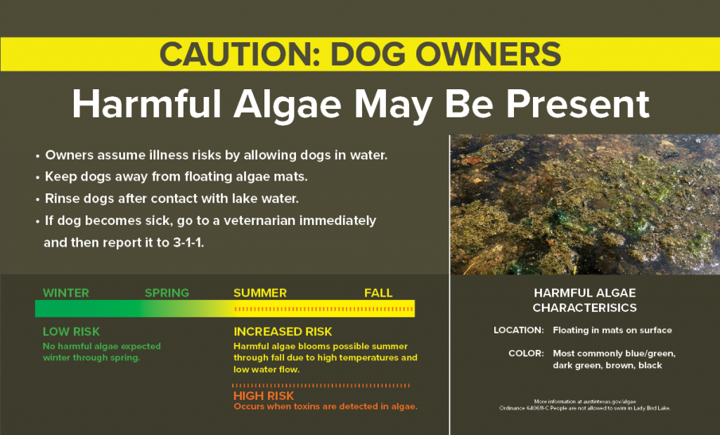 What Dog Owners Need to Know About Harmful Algae AustinTexas.gov